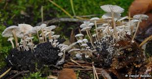 Attēlu rezultāti vaicājumam “Collybia cirrhata”