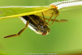 Attēlu rezultāti vaicājumam “Notonecta glauca”