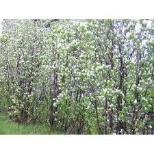 Attēlu rezultāti vaicājumam “Amelanchier canadensis”