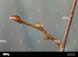 Attēlu rezultāti vaicājumam “Corylus avellana bud”