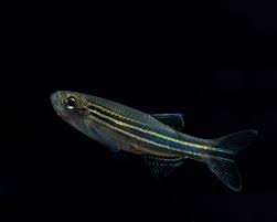 Image result for Cyprinus multitaeniatus