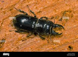 Attēlu rezultāti vaicājumam “Ceruchus chrysomelinus”