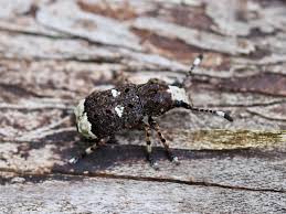 Attēlu rezultāti vaicājumam “Platystomos albinus”