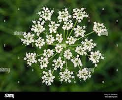 Attēlu rezultāti vaicājumam “Selinum carvifolia fruit”