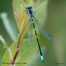 Attēlu rezultāti vaicājumam “Coenagrion pulchellum”
