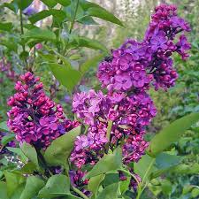 Attēlu rezultāti vaicājumam “Syringa vulgaris flower”