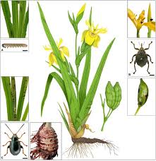 Attēlu rezultāti vaicājumam “Iris pseudacorus leaf”