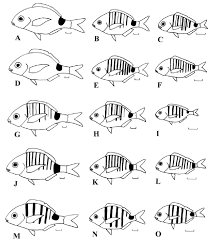 Image result for Diplodus lineatus