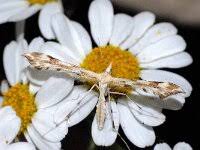Attēlu rezultāti vaicājumam “Platytes alpinella”