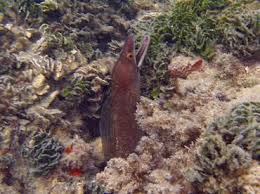 Image result for Gymnothorax vicinus