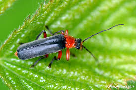 Attēlu rezultāti vaicājumam “Cantharis nigricans”