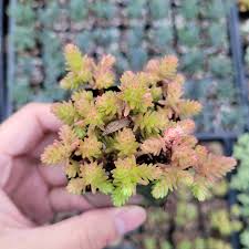 Attēlu rezultāti vaicājumam “Sedum sexangulare flower”