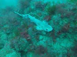 Image result for University Of East London Sub-Aqua Club