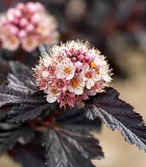 Attēlu rezultāti vaicājumam “Physocarpus opulifolius”