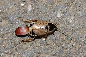 Attēlu rezultāti vaicājumam “Ectobius sylvestris female”