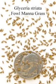 Attēlu rezultāti vaicājumam “Glyceria striata fruit”