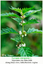 Attēlu rezultāti vaicājumam “Lycopus europaeus”