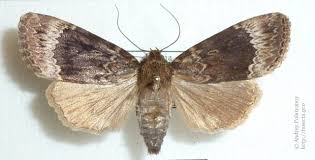 Attēlu rezultāti vaicājumam “Amphipyra perflua”