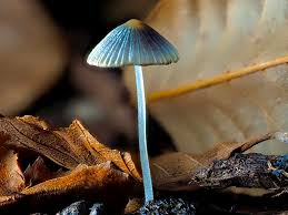 Attēlu rezultāti vaicājumam “Craterocolla cerasi”