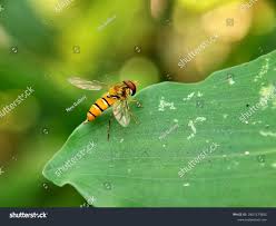 Attēlu rezultāti vaicājumam “Syrphus torvus”