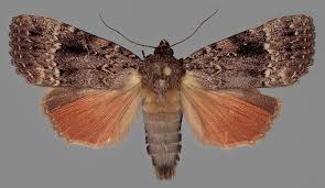 Attēlu rezultāti vaicājumam “Amphipyra pyramidea”