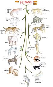 Attēlu rezultāti vaicājumam “Carnivora”