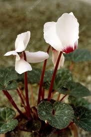 Image result for Cyclamen persicum