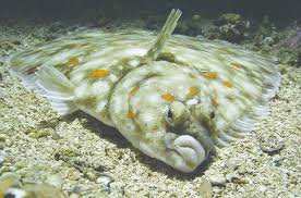 Image result for Pleuronectes platessa