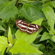 Attēlu rezultāti vaicājumam “Papilio machaon upperside”