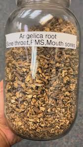 Attēlu rezultāti vaicājumam “Angelica archangelica fruit”