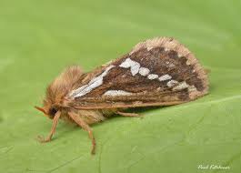 Attēlu rezultāti vaicājumam “Hepialus lupulinus”