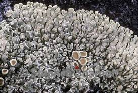 Attēlu rezultāti vaicājumam “Lecanora carpinea”