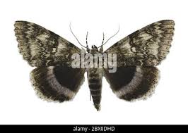 Attēlu rezultāti vaicājumam “Catocala fraxini”