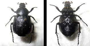 Attēlu rezultāti vaicājumam “Gnorimus variabilis”