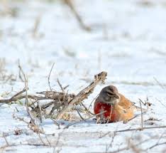 Attēlu rezultāti vaicājumam “Carduelis cannabina adult”