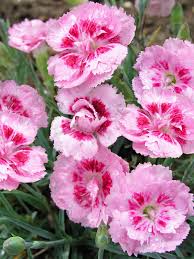 Image result for Dianthus