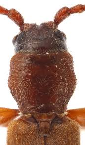 Attēlu rezultāti vaicājumam “Tetropium fuscum”