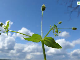 Attēlu rezultāti vaicājumam “Stellaria media flower”