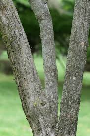 Attēlu rezultāti vaicājumam “Syringa vulgaris fruit”