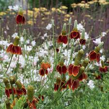 Image result for Ratibida columnifera