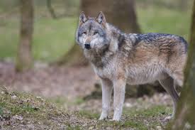 Attēlu rezultāti vaicājumam “Canis lupus”