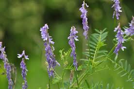 Attēlu rezultāti vaicājumam “Vicia tenuifolia”
