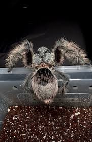 Znalezione obrazy dla zapytania Grammostola grossa