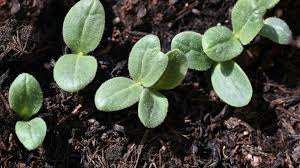 Image result for Borretsch