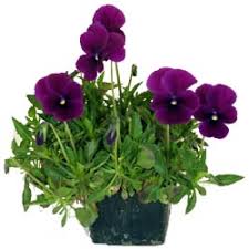 Attēlu rezultāti vaicājumam “Viola x williamsii”