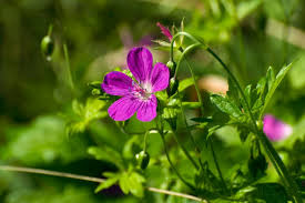 Image result for Storchschnäbel