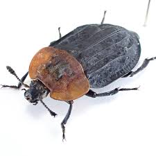 Attēlu rezultāti vaicājumam “Oiceoptoma thoracicum”