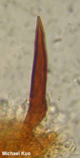 Attēlu rezultāti vaicājumam “Onnia tomentosa”