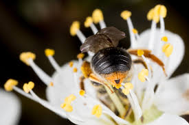 Attēlu rezultāti vaicājumam “Andrena haemorrhoa female”