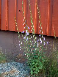 Image result for Campanula rapunculoides